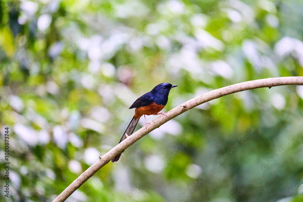 Wild birds living in the forest outdoors Wild birds living in the forest outdoors