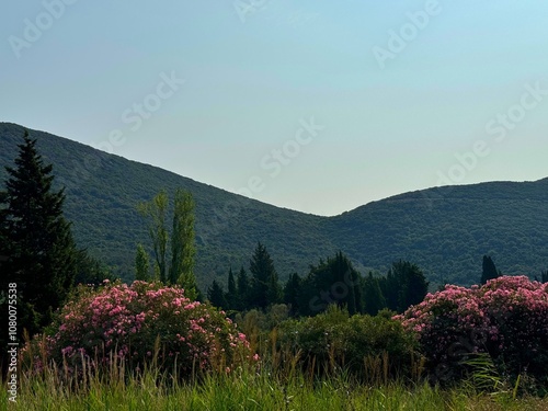 Beautiful Mediterranean nature oleander nerium shrubs, cypresses, conifers trees in the mountains. photo