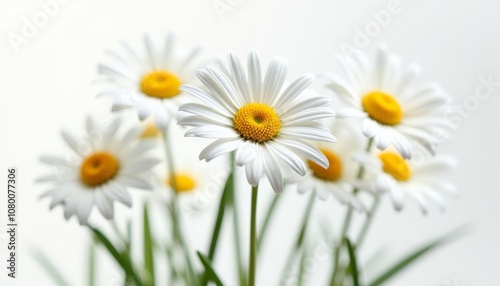  Blooming Joy A bouquet of pure white daisies with vibrant yellow centers