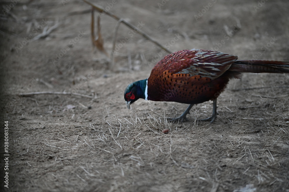 Fototapeta premium pheasant male and female pheasant, close up view, wild bird
