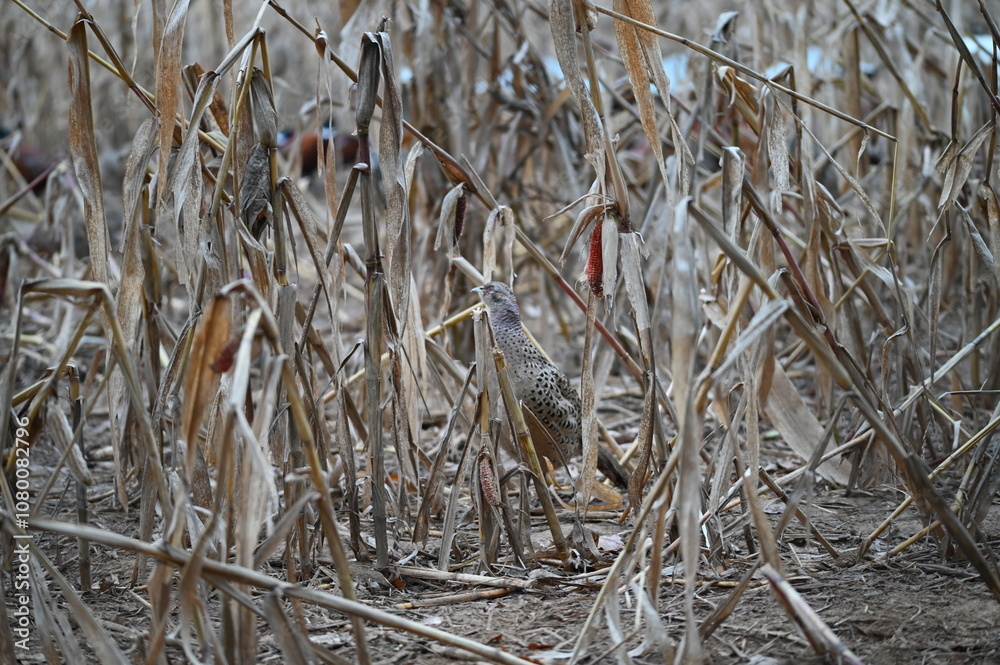 pheasant male and female pheasant, close up view, wild bird
