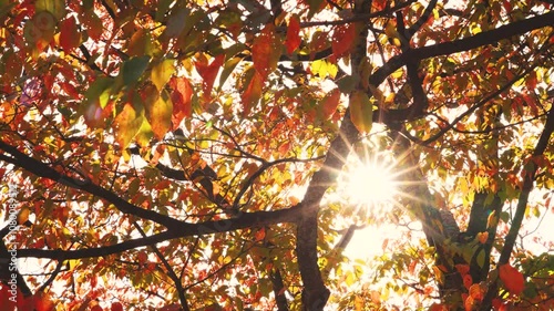 Autumn sunlight filtering through the trees.  秋の木漏れ日