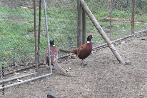 poultry, pheasant in the aviary on the farm photo