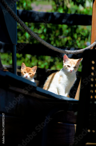 Photography Two cats are sitting on a wooden bench, looking at camera with a confident attit