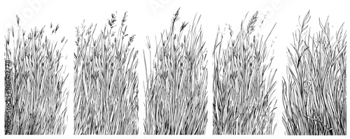 Detailed grass illustrations in sketch style – black and white vector set
