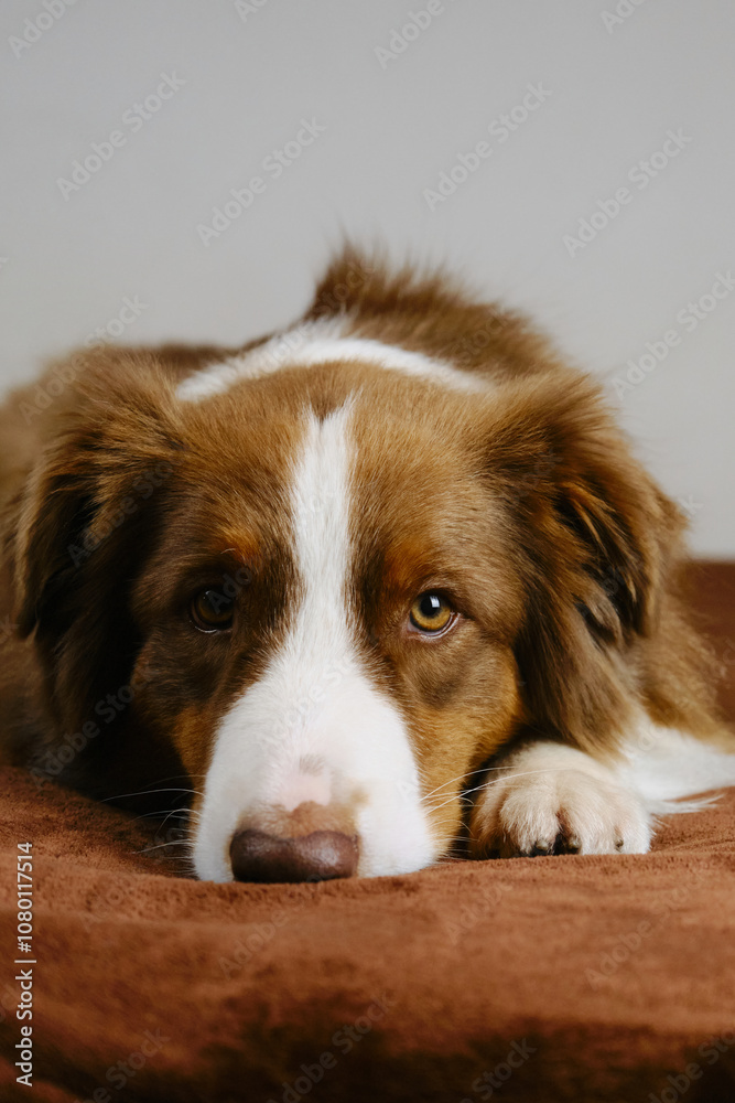 Red tricolor Australian Shepherd is lying at home on a brown blanket on the couch and resting. Charming cute Domestic dog. Pets indoors concept.