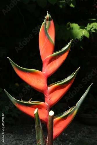 Fleur de Heliconia bihai photo