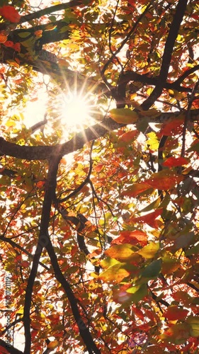 Autumn sunlight filtering through the trees. 秋の木漏れ日