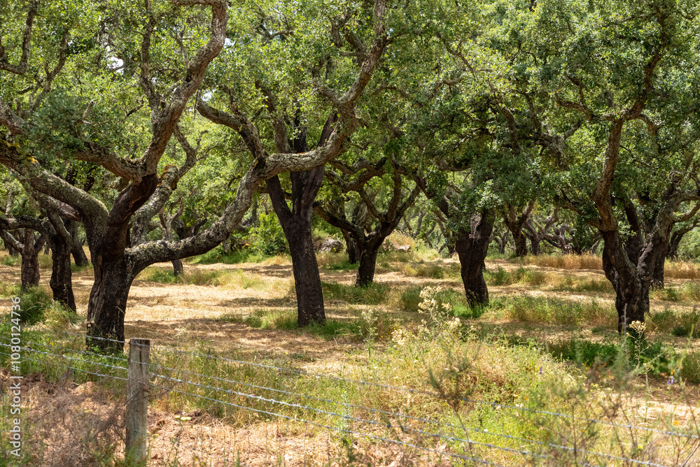 Fototapeta premium Plantation of corc trees near Evora, the iconic Portuguese plantation tree