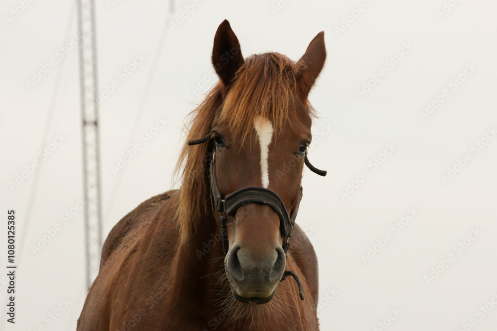 Obraz premium Portrait of a brown horse, free in wild, standing on farm