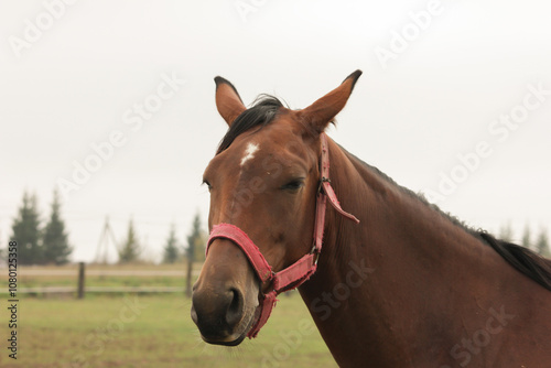Portrait of a brown horse, mare grazing on ranch, animal in field