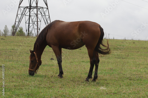 A horse is grazing in a meadow, free equine in pasture, pet mammal grazing in field. photo