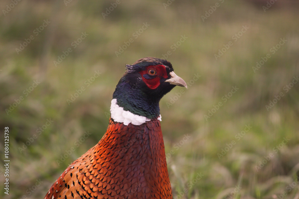 Fototapeta premium Pheasant in Grass, close-up of feathered wing and tail, red and brown plumage in field, outdoors in green grass