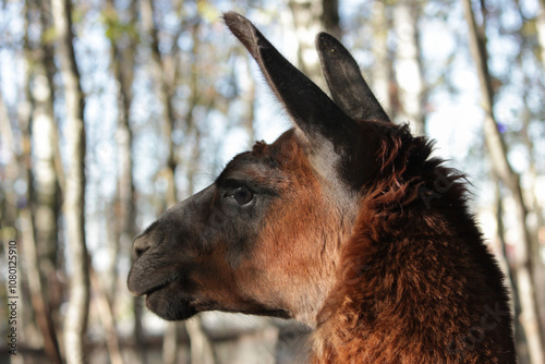 llama head close up, wool animal at farm, wildlife in rural outdoors photo