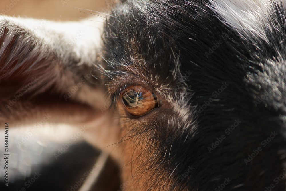 Portrait of Goat in Farmyard, close-up of a cute horned mammal, nature setting with grass and goatee visible Portrait of Goat in Farmyard, close-up of a cute horned mammal, nature setting with grass and goatee visible