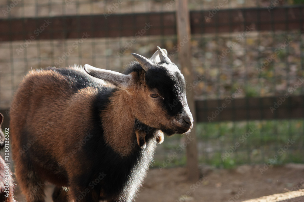 Portrait of Goat in Farm, close-up of goat face with horns and goatee, domestic mammal in sunlight. Portrait of Goat in Farm, close-up of goat face with horns and goatee, domestic mammal in sunlight.