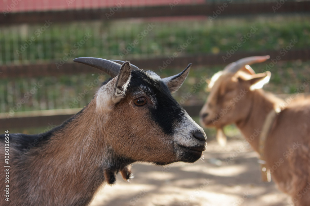 Portrait of Goat in Farm, horned livestock animal in agricultural landscape, Portrait of Goat in Farm, horned livestock animal in agricultural landscape,