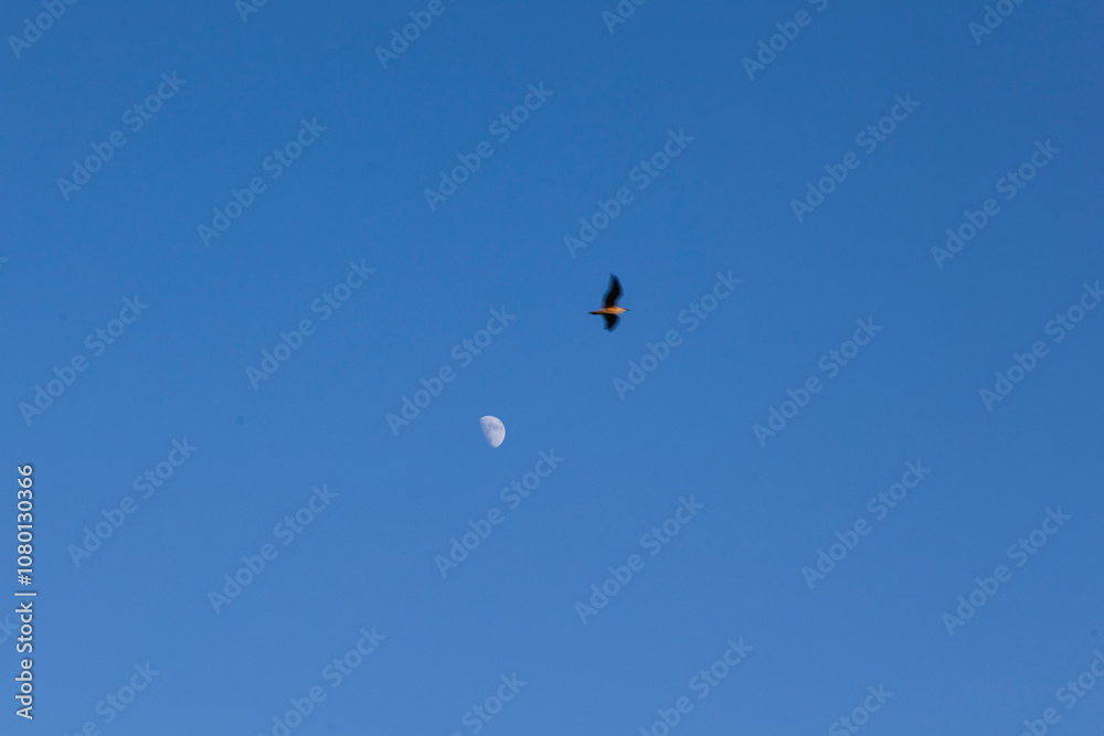 Moon and bird in blue sky
