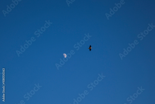 Bird flying near the moon against clear blue sky
