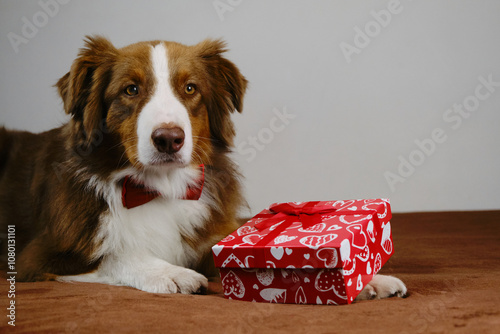 Australian Shepherd lies on a brown plaid on sofa next to a red gift box with small bow and hearts. Adorable domestic dog celebrates Christmas, New Year, birthday or Valentine's day.