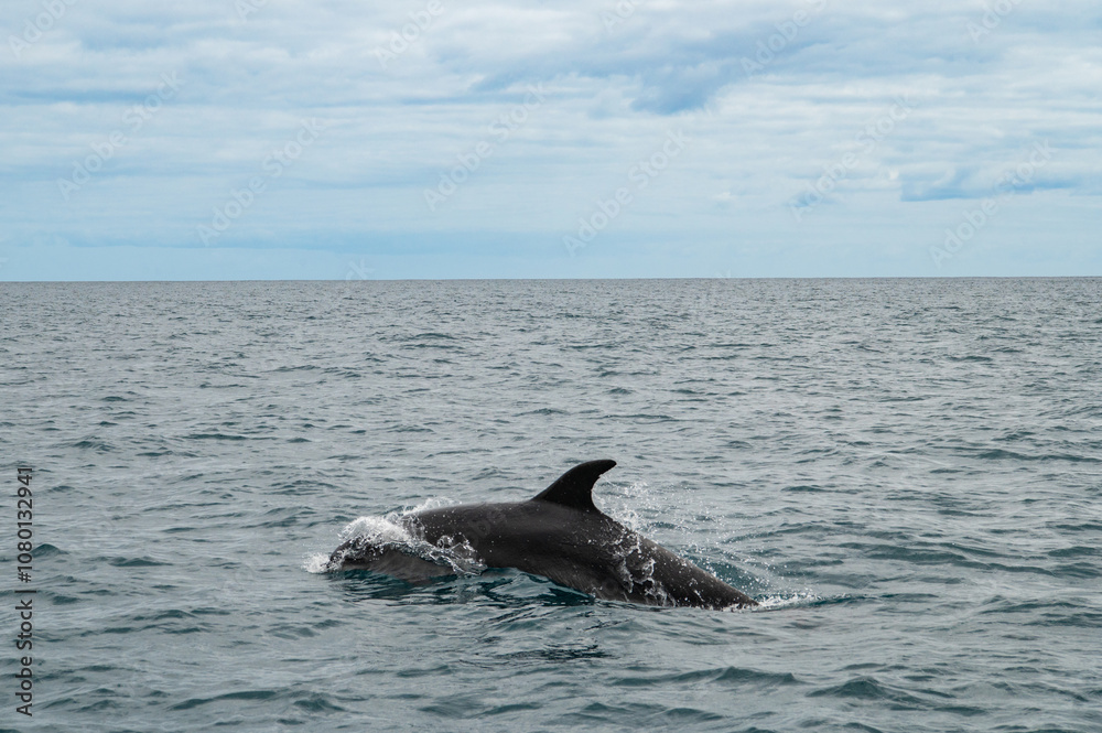 Naklejka premium Wild dolphin swimming at the surface of the Atlantic ocean near Sao Miguel Island, Azores, Portugal. Short beaked common dolphins (Delphinus delphis). A dolphin jumps out of the water