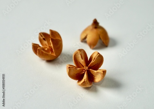 Decorative three bleached schima wallichii or puspa seed object isolated on horizontal white background. photo