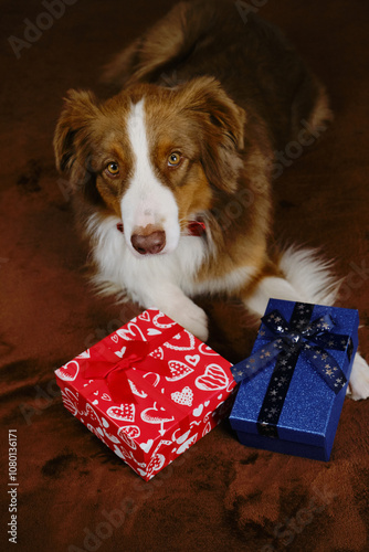 Australian Shepherd on sofa next to two gift boxes - red with small bow and hearts and blue with shiny stars. Adorable domestic dog celebrates Christmas, New Year, birthday or Valentine's day.