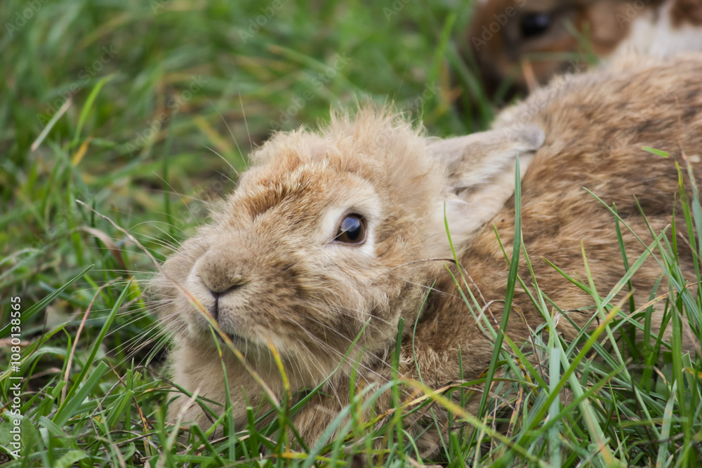 Fluffy Brown Rabbit Resting in Grass, cute pet sitting in meadow, young bunny in nature Fluffy Brown Rabbit Resting in Grass, cute pet sitting in meadow, young bunny in nature