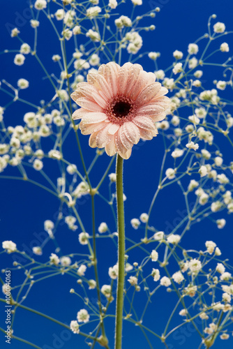 Fleur Gerbera