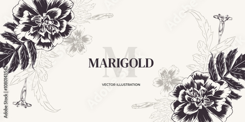 Marigolds, monochrome flowers. Vector illustration in outline style. Wedding flower arrangement from marigolds, engraving. Horizontal frame template for invitations, cards, packaging, labels, banner