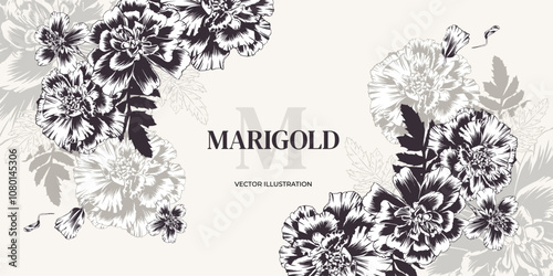 Marigolds, monochrome flowers. Vector illustration in outline style. Wedding flower arrangement from marigolds, engraving. Horizontal frame template for invitations, cards, packaging, labels, banner