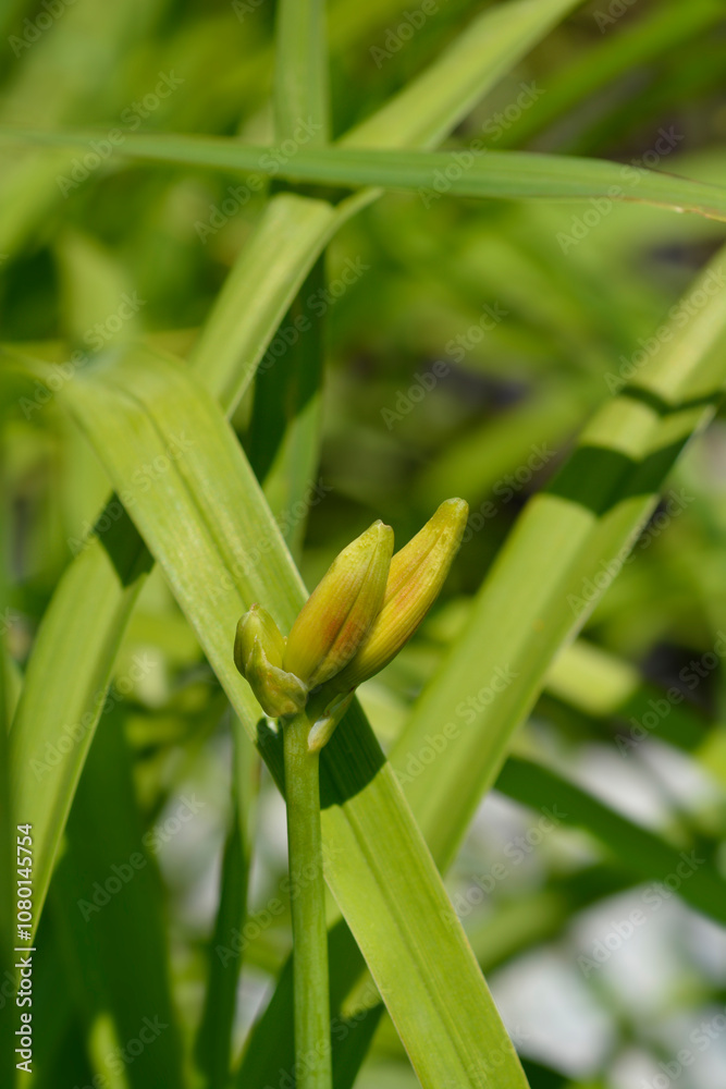 Fototapeta premium Daylily Anzac flower buds