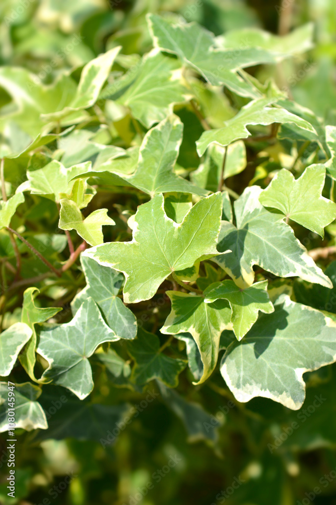 English Ivy Yellow Ripple leaves English Ivy Yellow Ripple leaves