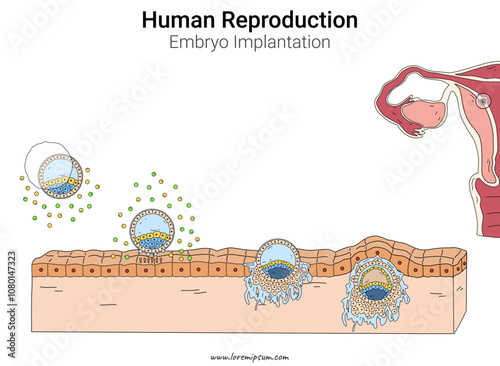 Embryo implantation Human Reproduction illustration