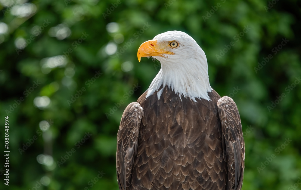 Southern Bald Eagle in rural Ecuador
