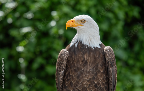 Obraz na płótnie Southern Bald Eagle in rural Ecuador w salonie