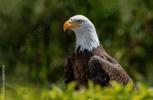 Obraz na płótnie Southern Bald Eagle in rural Ecuador w salonie
