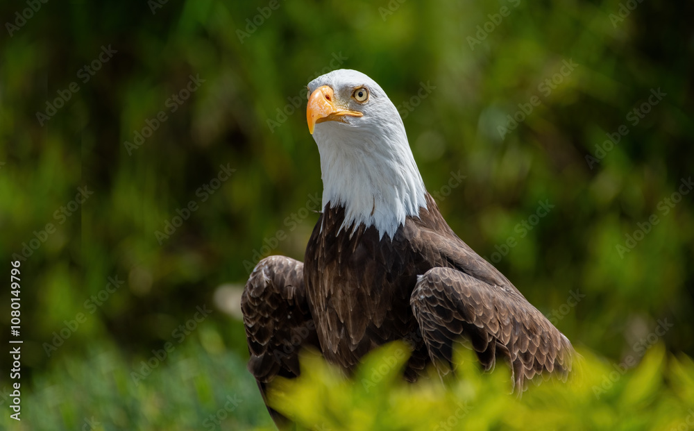 Southern Bald Eagle in rural Ecuador
