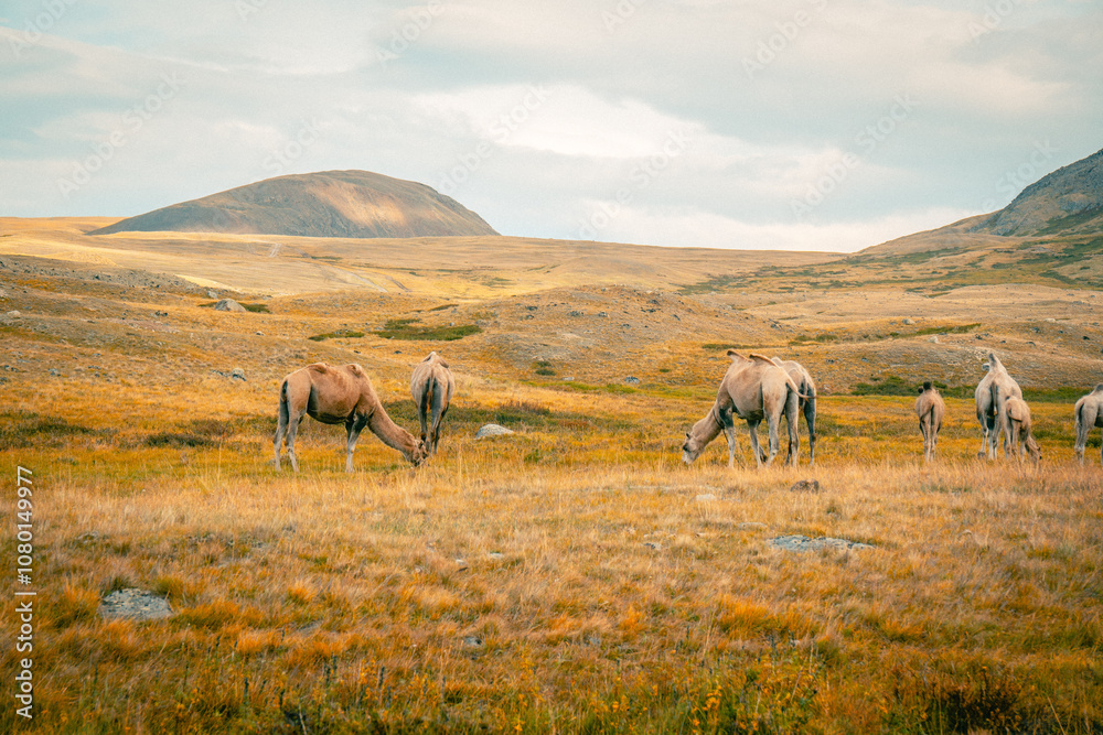 The Bactrian camel (Camelus bactrianus) is a large, even-toed ungulate native to the steppes of Mongolia. The Bactrian camel has two humps on its back.
