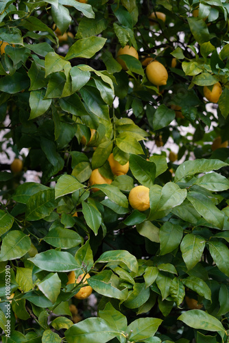 Lemons on the tree. lItalian lemon plantations