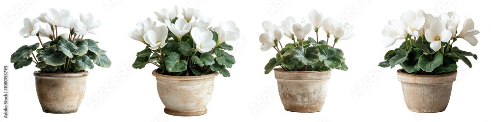 Blooming White Cyclamen Plant In Rustic Clay Pot Isolated on Transparent Background Blooming White Cyclamen Plant In Rustic Clay Pot Isolated on Transparent Background