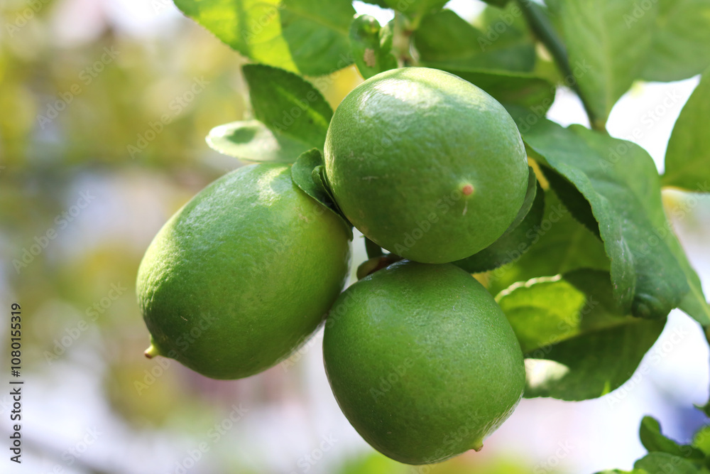 Lemons on tree ready to harvested in Garden Lemons on tree ready to harvested in Garden
