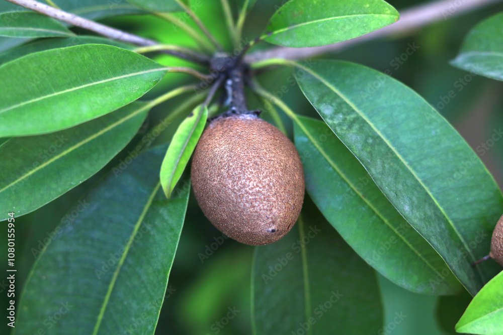 Sapodilla on tree ready to harvested, buah sawo, sapota, lamud Sapodilla on tree ready to harvested, buah sawo, sapota, lamud