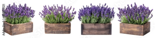 Fresh Purple Lavender Plants Growing In Vintage Wooden Box Isolated on Transparent Background