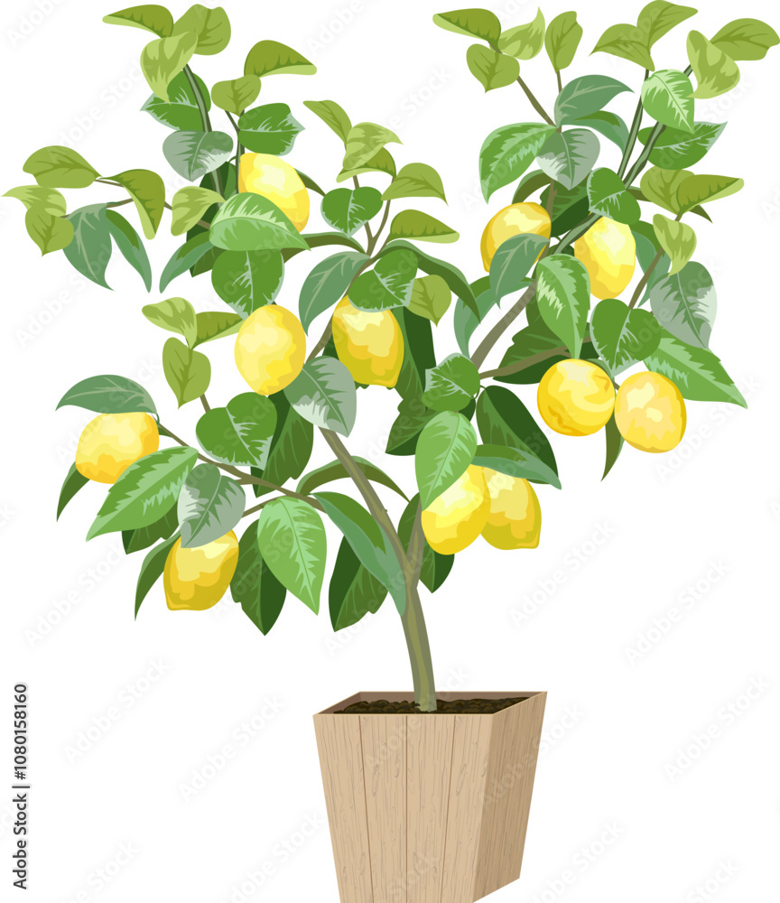Obraz premium Lemon tree in color illustration.Color illustration with lemons on a tree in a pot.