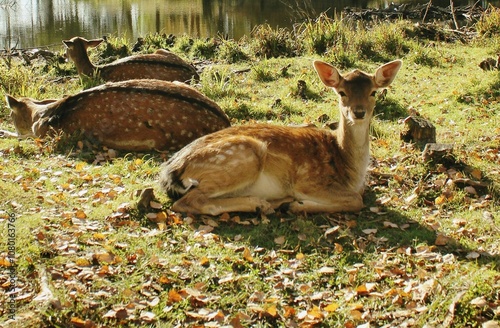 deer lie on the green lawn in the park. Bambi.Beautiful nature background. Animals. Dappled deer. Nature.Autumn landscape. Autumn park. Kindness. Group of deer. Sunny day. Wild animals