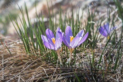 Crocus photo