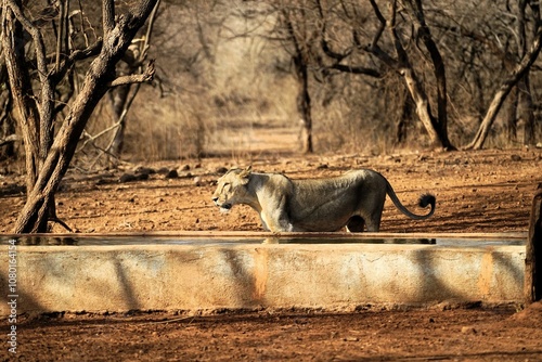 Lion at water tank, Gir Wildlife Sanctuary, Gujarat, India, Asia photo