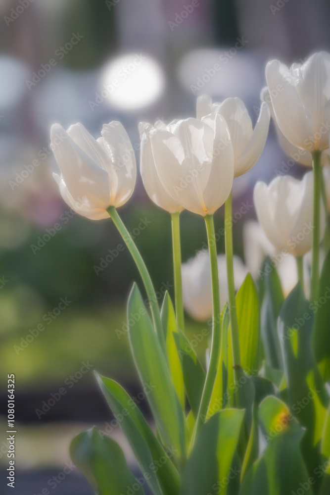 Tulipani Tulipani