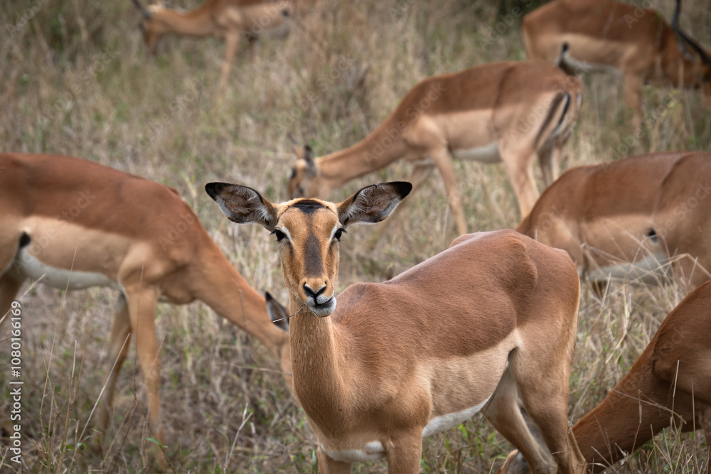 groupe d'impalas dans le Parc National Kruger, Afrique du Sud groupe d'impalas dans le Parc National Kruger, Afrique du Sud